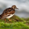 Kamenacek pestry - Arenaria interpres - Ruddy Turnstone o1481